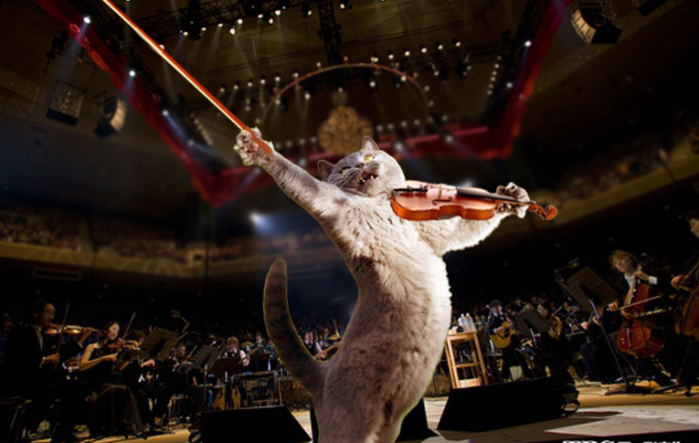 ネコのバイオリニスト